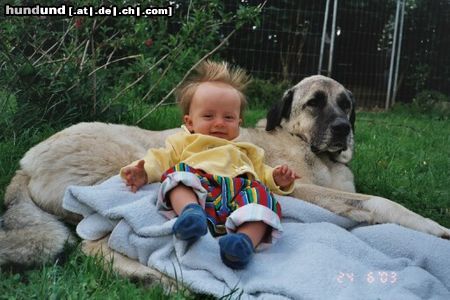 Kangal Hunde Foto 5129 Kangal Bodyguard