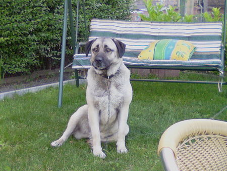 Kangal ates disi kangal mannheim