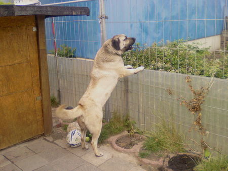 Kangal Hunde Foto 40389 in höherer Auflösung ansehen Kangal ates grrrrrr