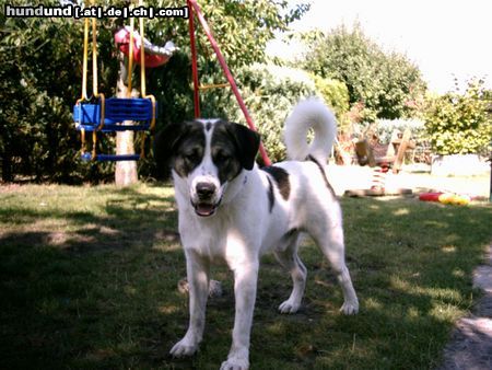 Kangal Max ca 1 Jahr