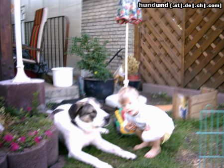 Kangal Hunde Foto 5561 Kangal Max ca 1 Jahr