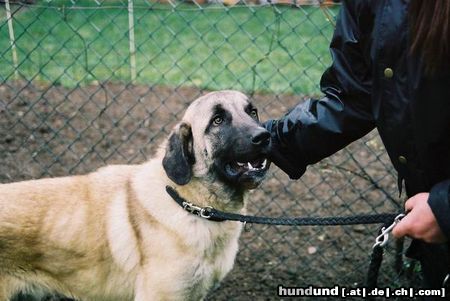Kangal Hunde Foto 10735 Kangal Tory, der Kangal-Jungrüde, der Schmuser der Nation, nun ein