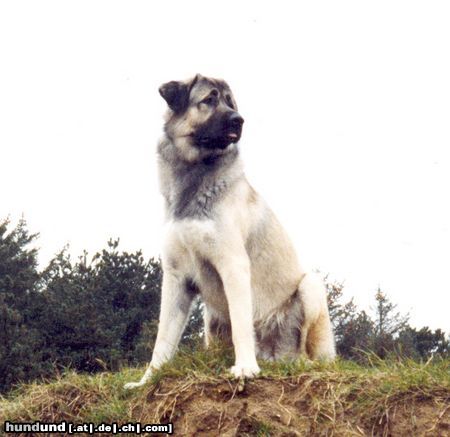 Kangal Hunde Foto 6180 Kangal Arkadan Kücük Consolos