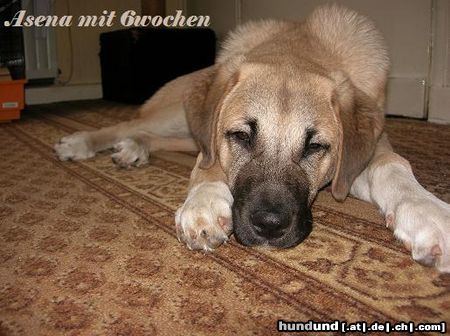 Kangal Hunde Foto 25615 in höherer Auflösung ansehen Kangal Das ist Asena meine kangal hündin mitlerweile ist sie 10monate und mein besonderer schatzt