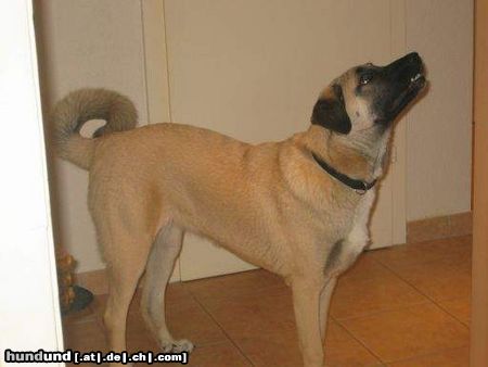 Kangal Hunde Foto 13960 Kangal Cano 7 monate alt