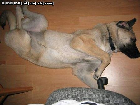 Kangal Hunde Foto 13962 Kangal Cano 7 monate alt,am boden ist es doch bequemer ...**schnarchh...**.