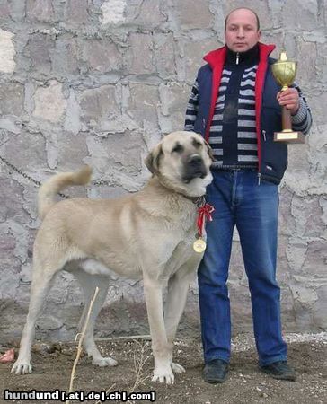 Kangal Mein pasa in der Türkei champ 3 Jahre