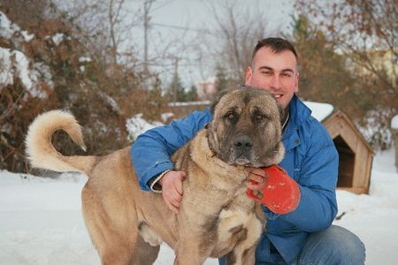 Kangal Hunde Foto 28844 Kangal name:Dozer 4 jahr alt gewicht 80kg