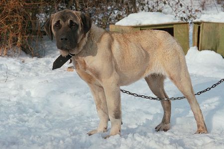 Kangal Hunde Foto 29083 in höherer Auflösung ansehen Kangal dozi ist eine 8 monate alter hündin