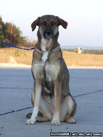 Kangal Hunde Foto 19823 in höherer Auflösung ansehen Kangal Nach dem ich gerade Das Bild unser Karabsh gesehen habe der annähernd aussieht wie ein Golden Retriever war ich entsetzt. Das ist kein Karabash!!!! Ein Karabash muß eine schwarze Gesichtsmaske haben und eine Kangal ist ein kangal und keiN Karabsh siehe Bücher über Herdenschutzhunde. Würdemich aber trotzdem freuen wenn unsere Aysha die ein echter Karabsh oder wei die Türken ihn nenen Berghund ist, freuen wenn das Foto eingestellt wird. Vielleicht nehmt ihr das andere mal raus, denn mit der rasse Karabsh hat der Golden Retriver ähnliche Hund nichts zu tun. Gru0 Tine