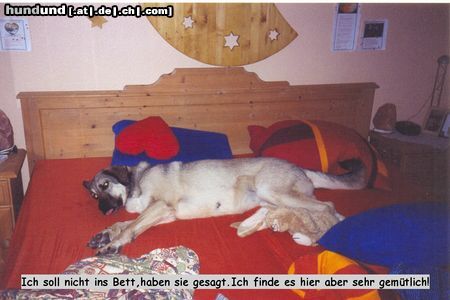 Kangal Hunde Foto 6222 Kangal