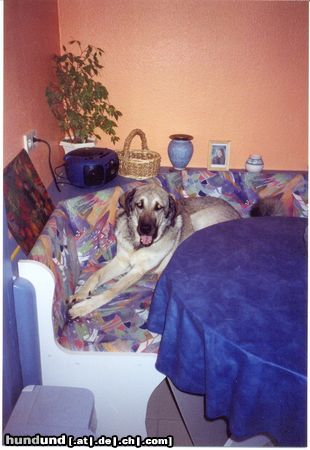 Kangal Hunde Foto 6223 Kangal