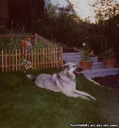 Kangal Hunde Foto 6224 Kangal