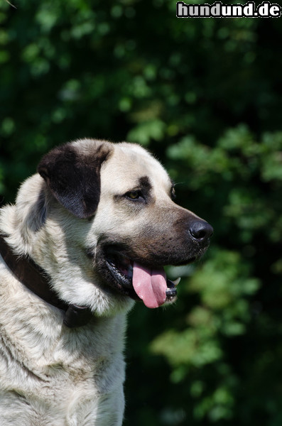 Kangal Kangal Rüde