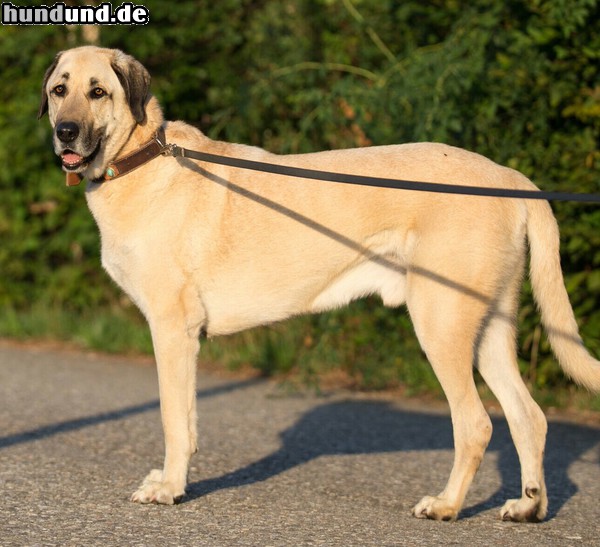 Kangal Joldash, 10 Jahre alt