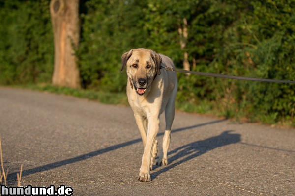 Kangal Kangal Joldash, 10 Jahre alt