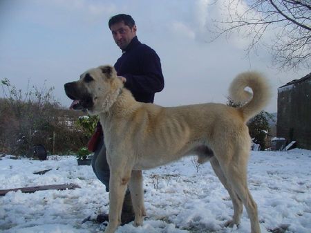 Kangal Hunde Foto 28172 in höherer Auflösung ansehen Kangal