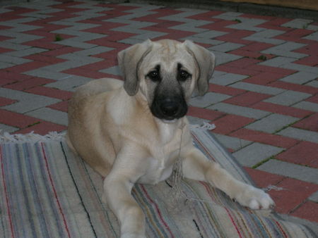 Kangal Layla 10 wochen alt