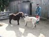 Kangal Foto: Hunde so groß wie ein (ID 3589) Kangal Hund