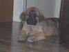 Kangal Hund