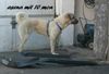 Kangal Hund
