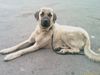 Kangal Hund