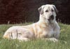 Kangal Foto (ID 296) Kangal Hund