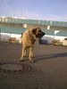 Kangal Hund