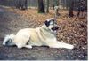 Kangal Foto: Groß,stark und ein goldenes Herz (ID 6179) Kangal Hund