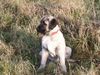 Kangal Foto: 13 Wochen alter Kangalrüde (ID 1420) Kangal Hund