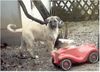 Kangal Foto: 12 Wochen altes Kangalmädchen erkundet die Welt (ID 1419) Kangal Hund