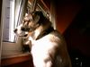 Kangal Foto: Max ca 1 Jahr (ID 5568) Kangal Hund