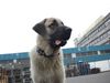 Kangal Hund