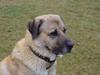 Kangal Foto (ID 773) Kangal Hund