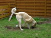 Kangal Foto: das ist meine lieblingsbeschäftigung.... (ID 42623) Kangal Hund