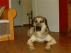 Kangal Hund