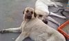 Kangal Foto: Duman 12 Mon (ID 44073) Kangal Hund