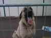 Kangal Hund