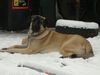 Kangal Hund