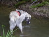 Kangal Foto: Ein Kangal im See (ID 46421) Kangal Hund