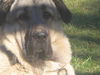 Kangal Foto: das ist mein karabash pasa 1 jahre alt (ID 40982) Kangal Hund