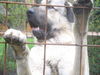 Kangal Hund