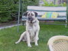 Kangal Hund