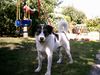 Kangal Foto: Max ca 1 Jahr (ID 5556) Kangal Hund