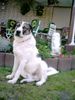 Kangal Foto: Max ca 1 Jahr (ID 5559) Kangal Hund