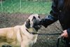 Kangal Foto: Tory, der Kangal-Jungrüde, der Schmuser der Nation, nun ein (ID 10735) Kangal Hund