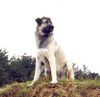 Kangal Foto: Arkadan Kücük Consolos (ID 6180) Kangal Hund