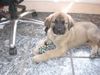 Kangal Hund