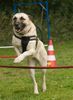 Kangal Hund