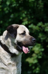 Kangal Hund